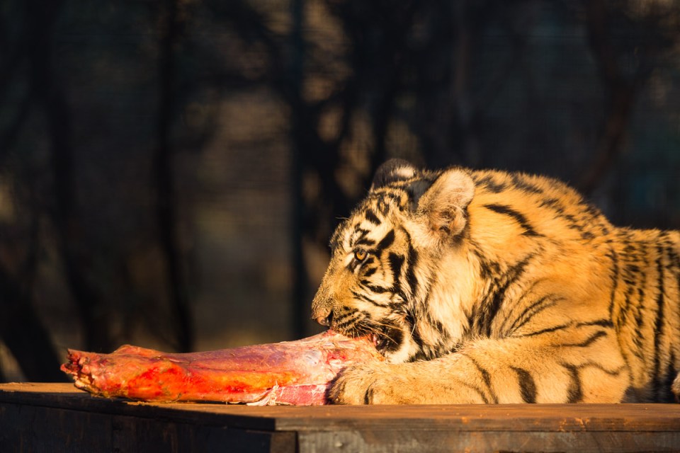 Tiger Eating