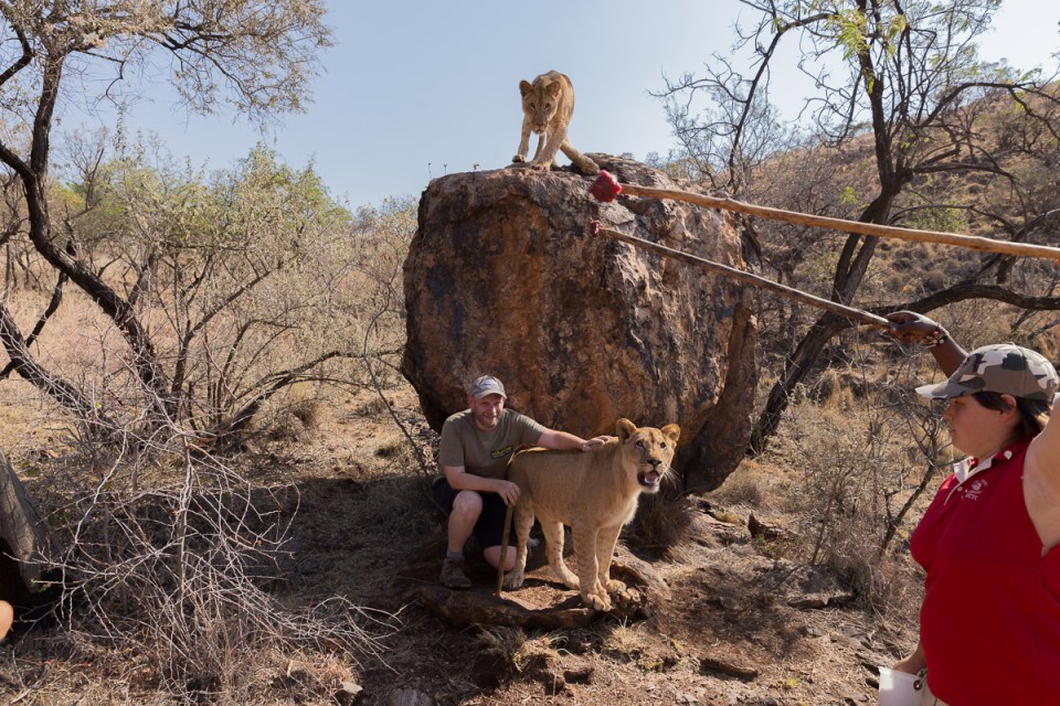 Lion Sitting