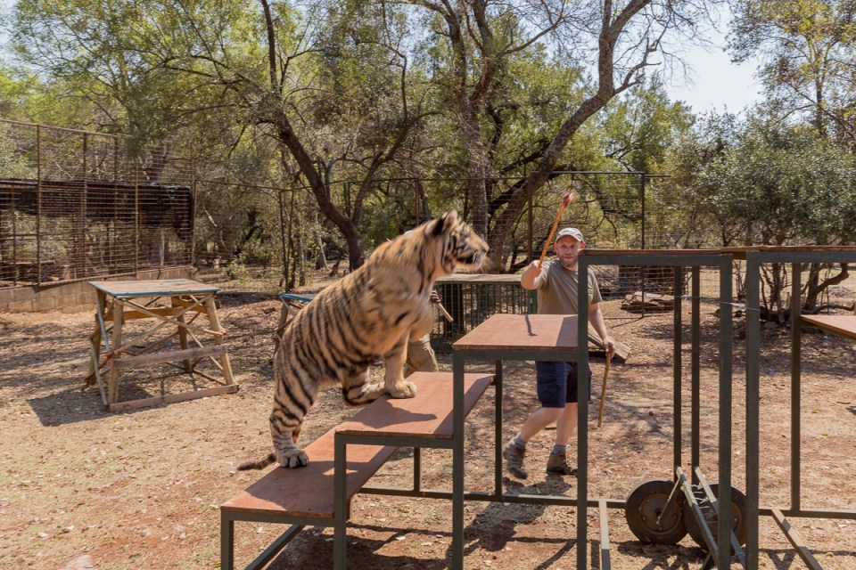 Tiger