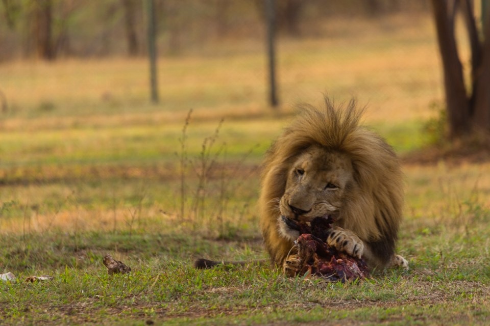 Lion Eating