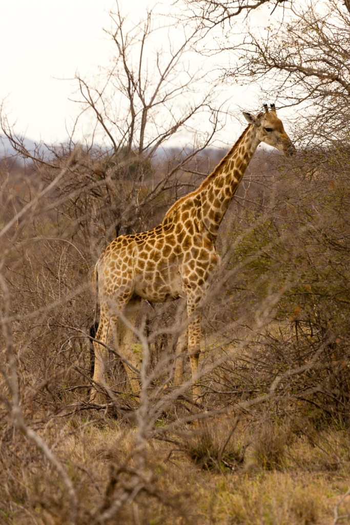 Wild Giraffe