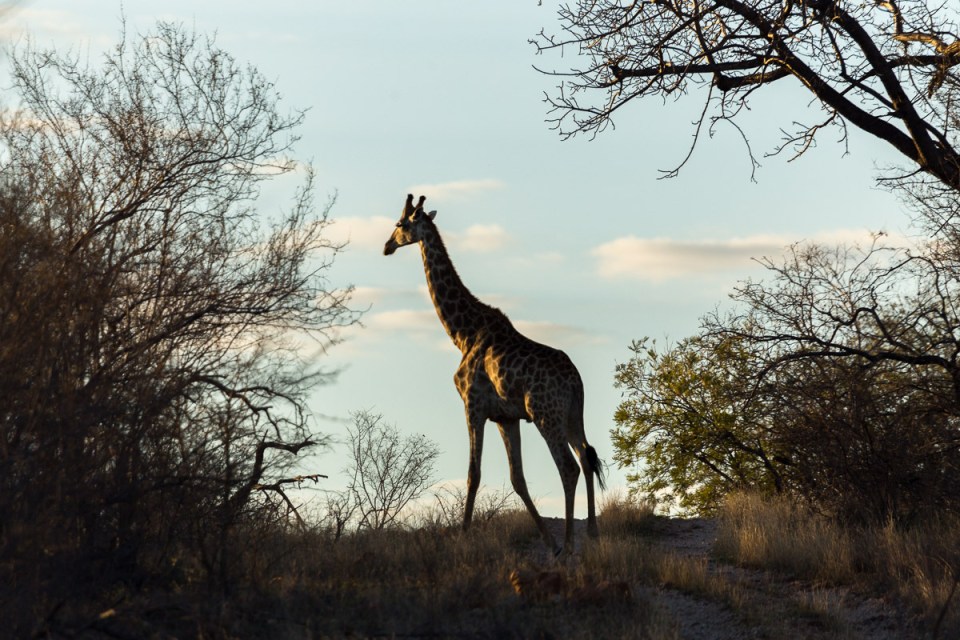 Giraffe Dusk