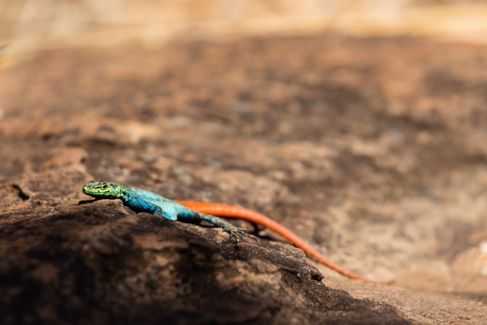 Colorful Lizard