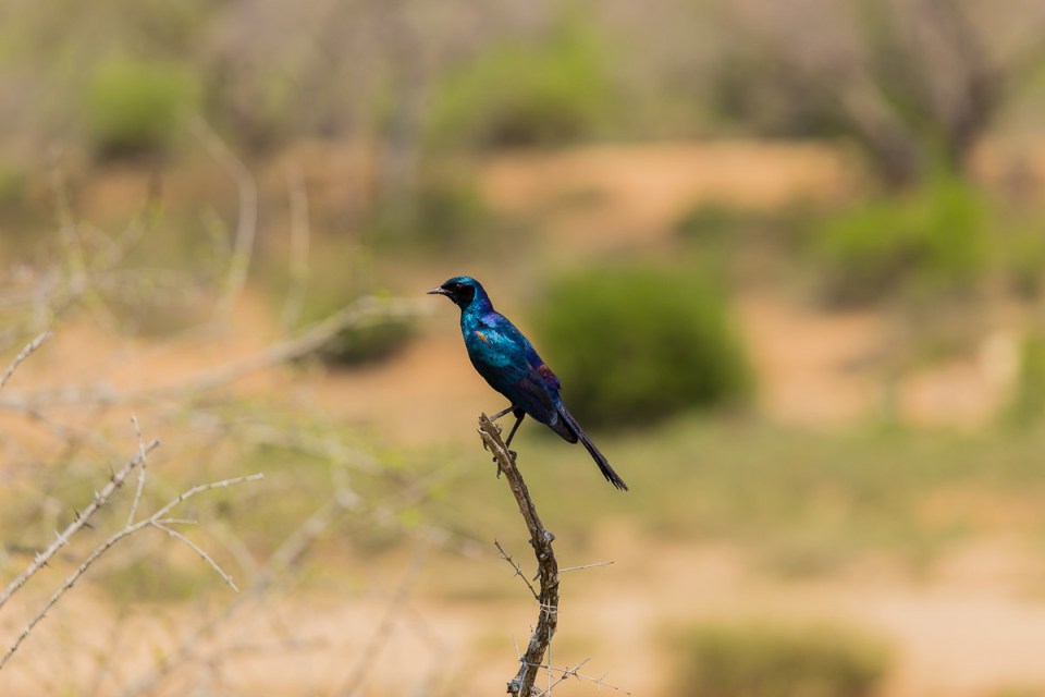 Birds in Kruger 3