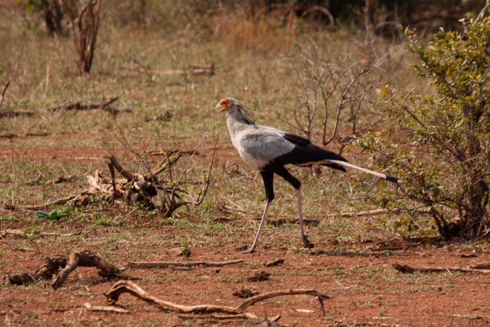 Birds in Kruger 5