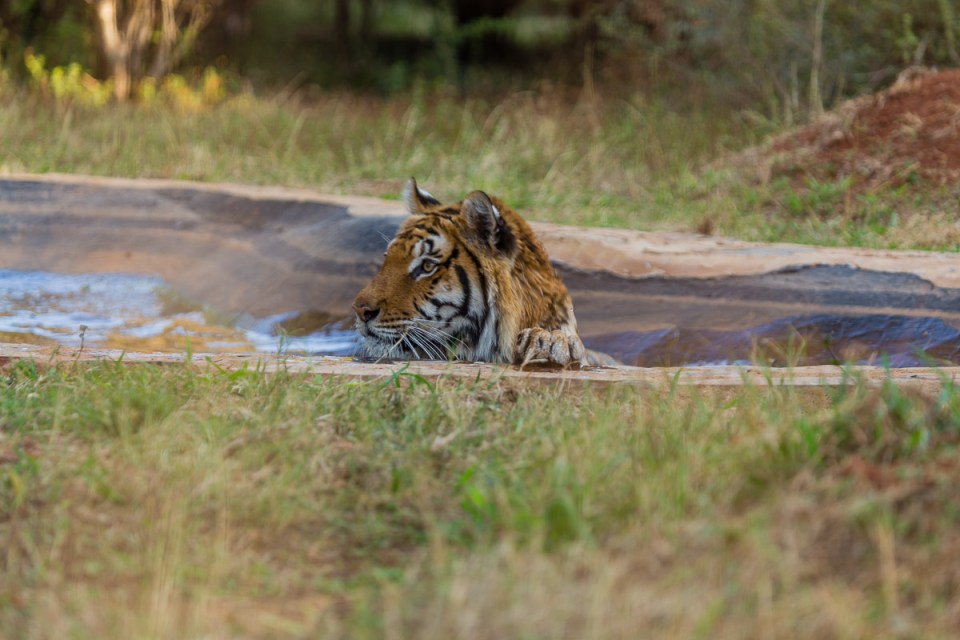 Tiger Pool